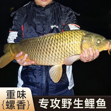 鲤鱼饵料专攻野钓黑坑水库溪流秘制螺香搓饵主攻大鲤鱼专用钓鱼饵