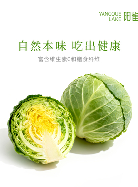 阳雀湖甘蓝新鲜现摘 脆嫩多汁 绿色蔬菜健康轻食沙拉食材自然本味