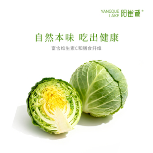 阳雀湖甘蓝新鲜现摘 脆嫩多汁 绿色蔬菜健康轻食沙拉食材自然本味