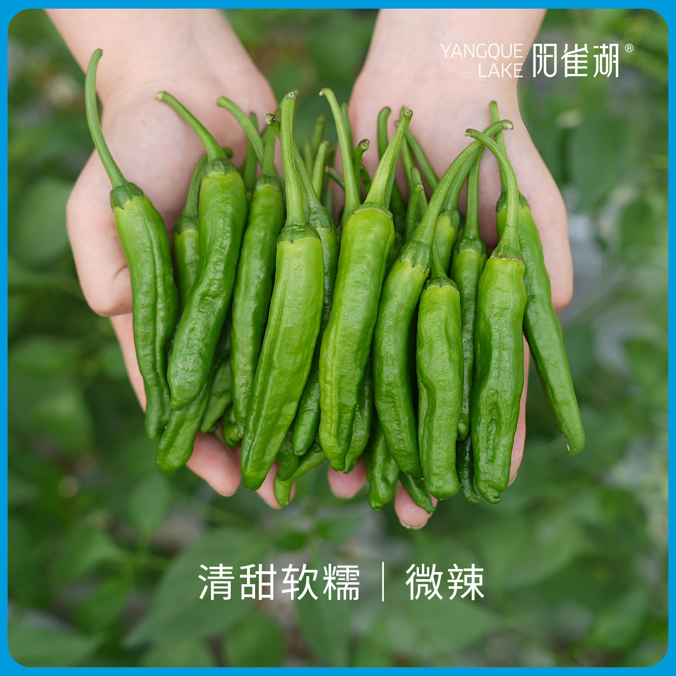 【1级】阳雀湖正宗樟树港辣椒 一级品家庭自用樟树镇源头发货