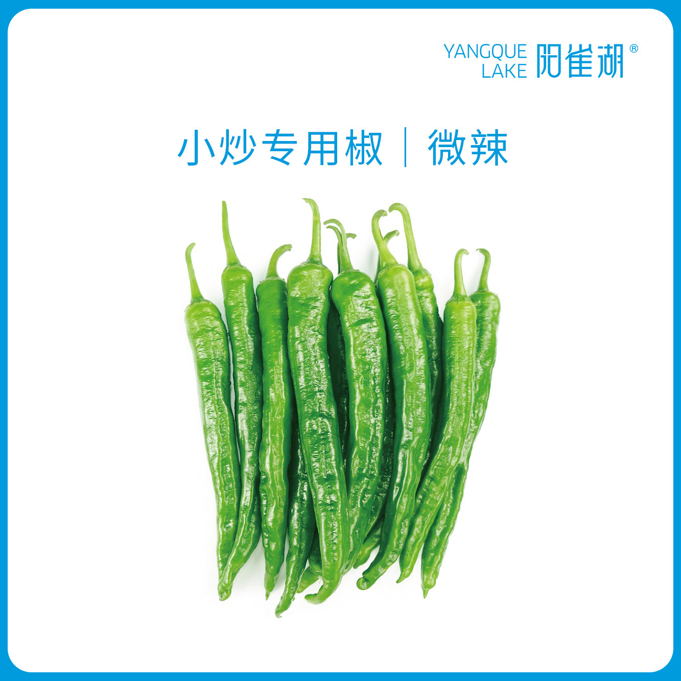 【精品】阳雀湖辣椒正宗湖南薄皮辣椒炒肉专用 绿色食品 微辣