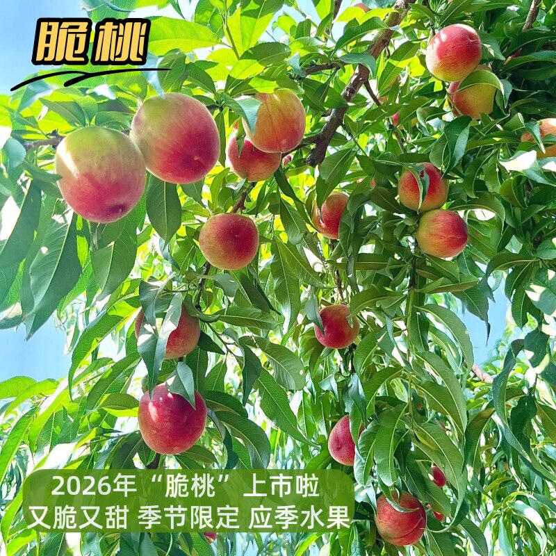 2026年脆桃现货5斤新鲜水果现摘现发当应季脆红毛桃儿孕妇饱腹