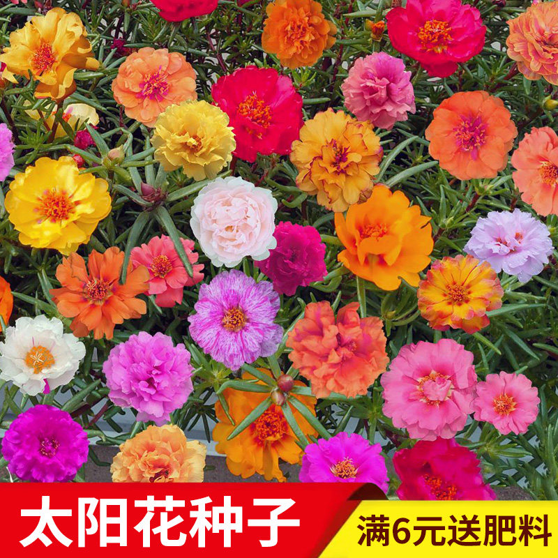 太阳花种孑重瓣花种盆栽种子一年四季播种开花花种籽子庭院大全