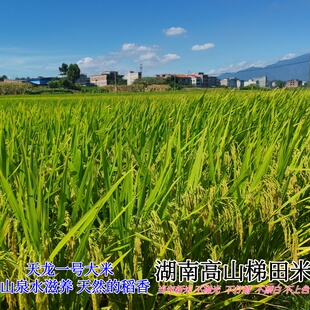 湖南农家天龙一号大米不抛光乡下农村山泉水滋养自种大米当年新米