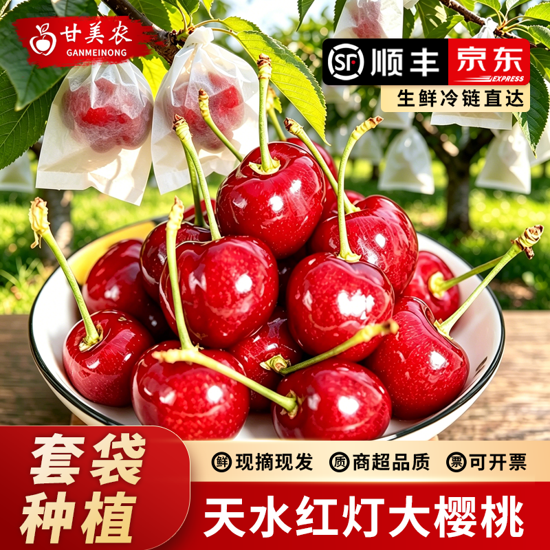 天水大樱桃套袋樱桃红灯萨米脱孕妇水果空运直达顺丰