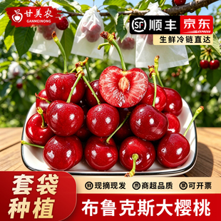天水大樱桃套袋樱桃布鲁克斯孕妇水果空运直达顺丰