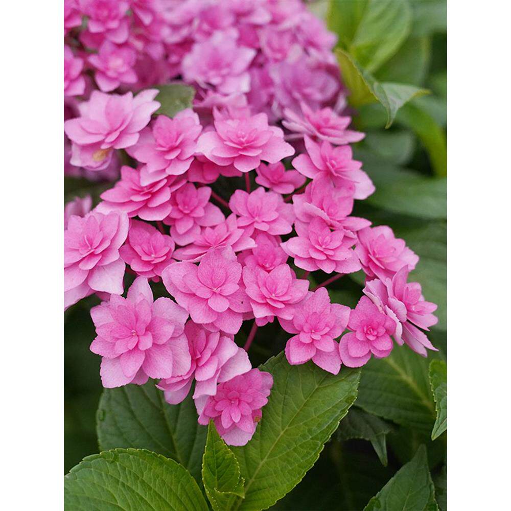 蒂的花海绣花苗复古腔调大花重瓣绣球可调色阳台庭院球花园卉盆栽