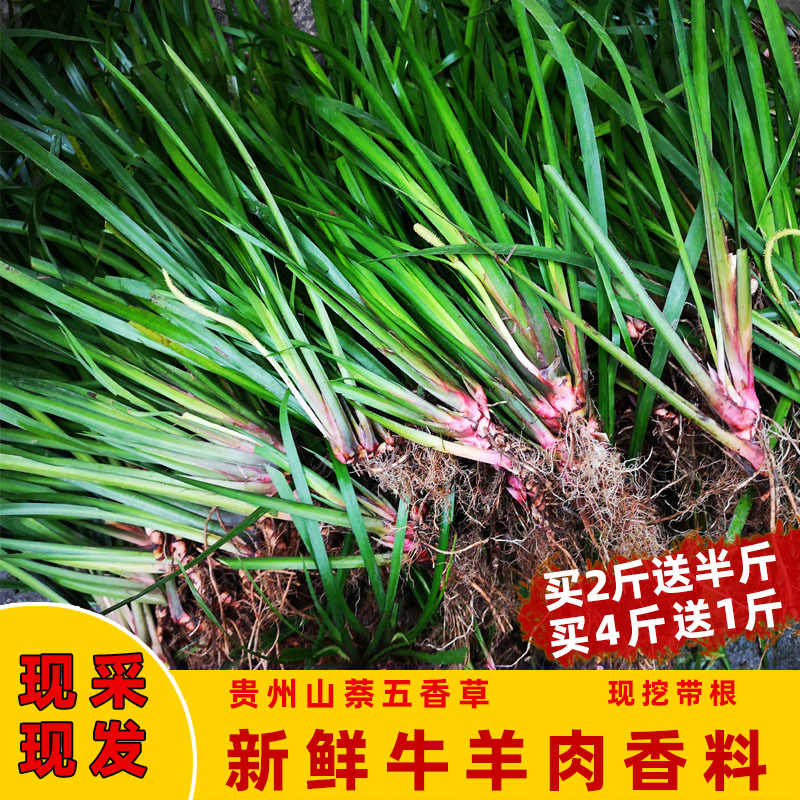 贵州现挖新鲜五香草去腥味香料茴香菖蒲山赖可食用带根盆栽香料-封面