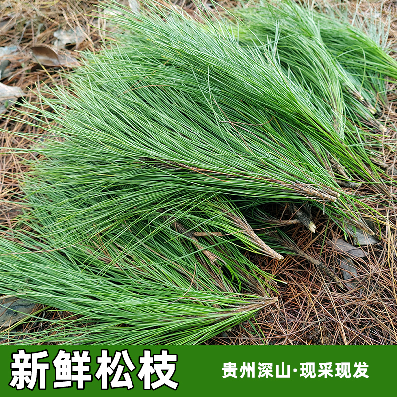 新鲜松枝马尾松针贵州现采