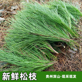 马尾松针 针叶 贵州深山现采松针新鲜松枝叶松针酵素马尾松山松针