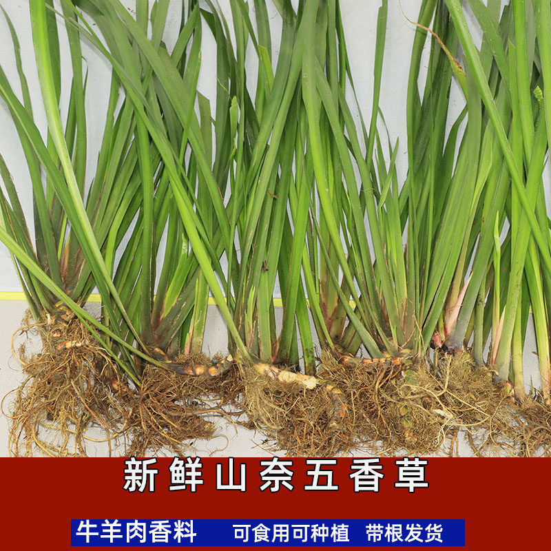 贵州新鲜山奈特产香料五香草带根