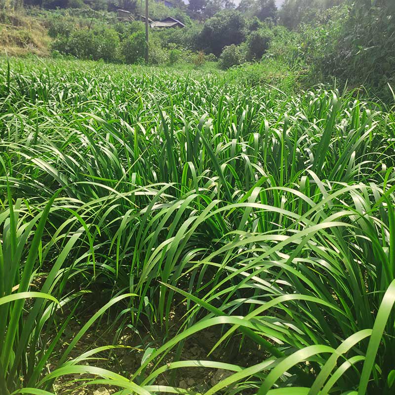 贵州黔东南特产五香草除腥香料 三萘山赖随手香火锅牛羊鱼肉香料