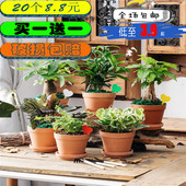 清仓红陶多肉小花盆特大号粗陶简约陶土陶瓷泥瓦盆拇指盆特价 包邮