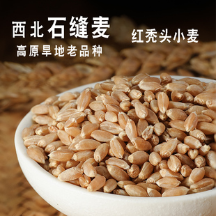 红秃头小麦麦粒带皮生麦子发芽磨面麦芽糖