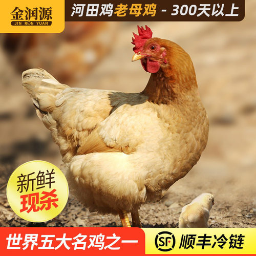 金润源长汀河田鸡新鲜现杀农家散养老母鸡月子土鸡汤走地鸡跑山鸡