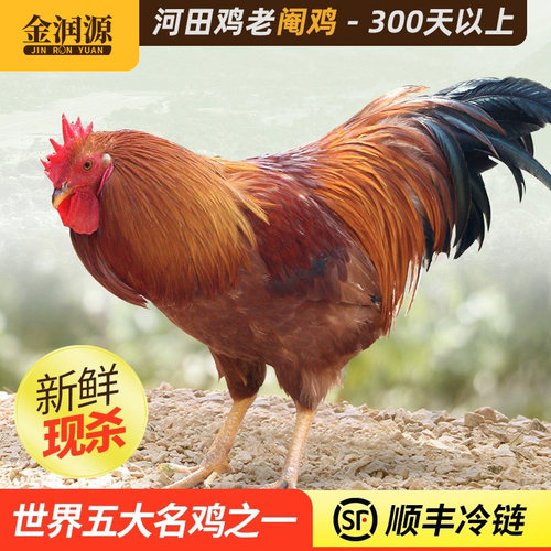 金润源长汀河田鸡农家散养老阉鸡新鲜现杀走地鸡土鸡草鸡老公鸡 - 封面