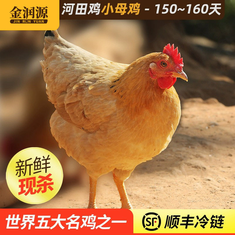 金润源长汀河田鸡 农家散养小母鸡土鸡汤月子白切新鲜母鸡肉整只 - 实物图