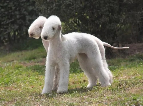 【联系客服视频挑选】纯种英国贝灵顿梗绵羊幼犬CKU犬舍