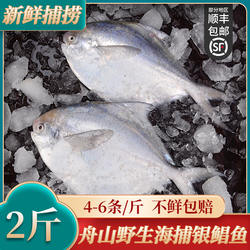 舟山鲳鱼新鲜冷冻舟山银鲳鱼昌鱼平鱼白鲳鱼大号鲳鱼 4-6条/斤