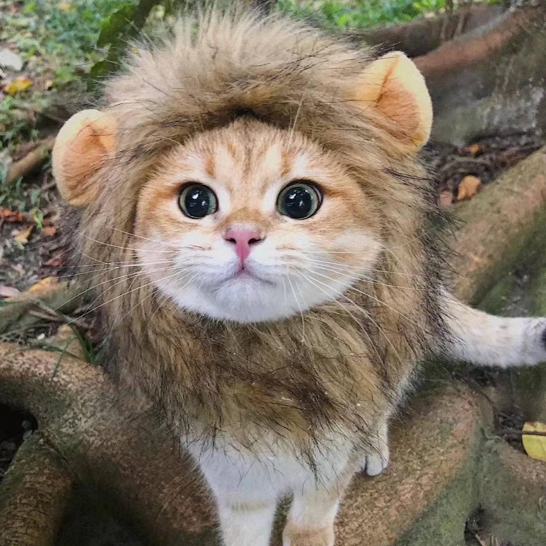 猫咪狮子头套耳朵小型犬