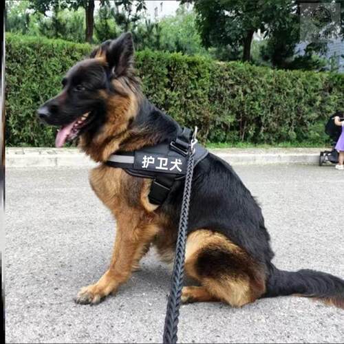 遛狗狗牵引绳狗胸背带中