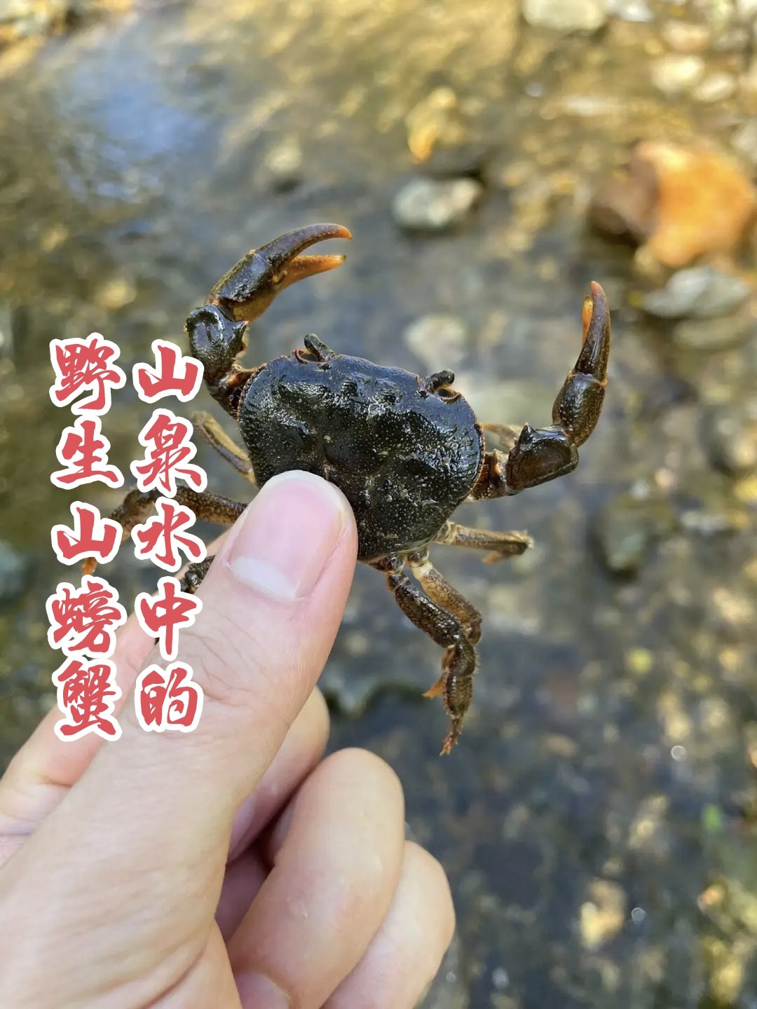 四川野生溪蟹/山螃蟹/锯齿华溪蟹/食用补钙/水族观赏易活