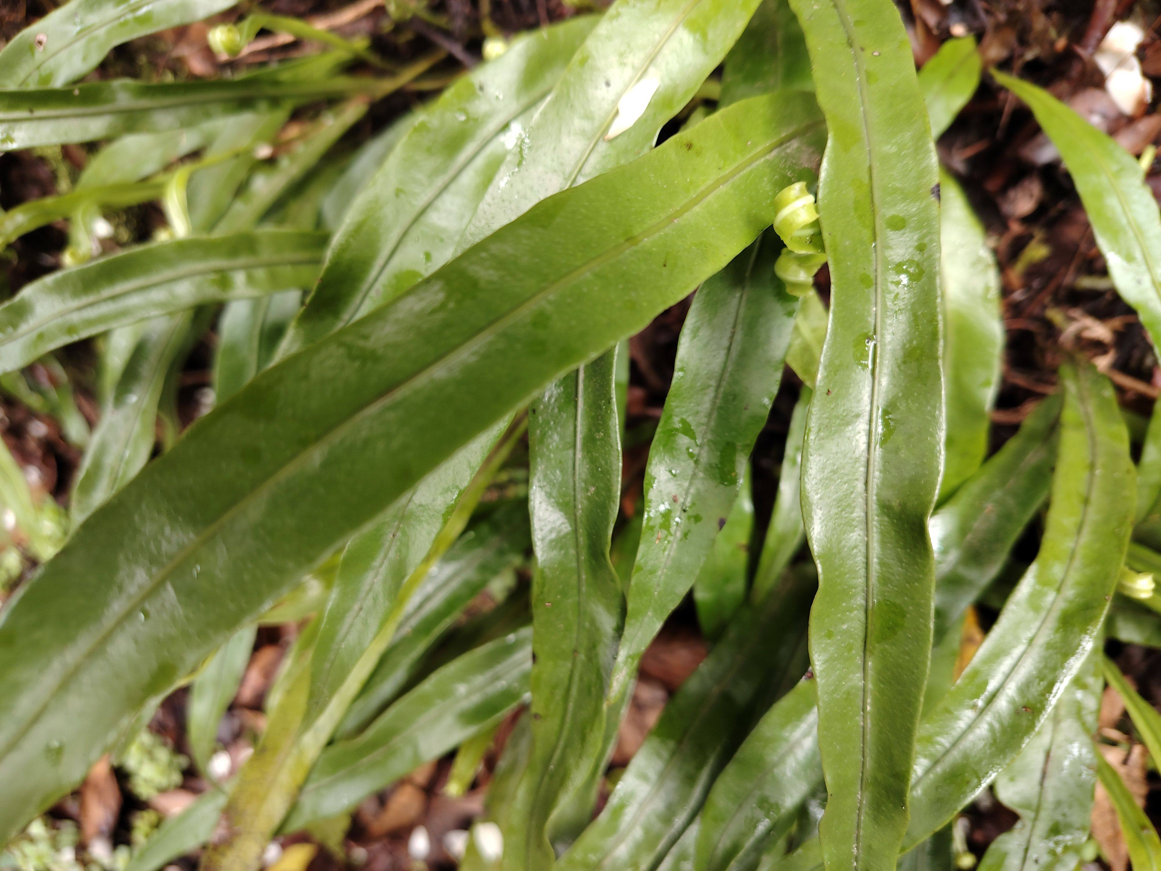 四川深山新鲜石苇 金汤匙 利尿草刀口药金星草石韦中药材500g包邮