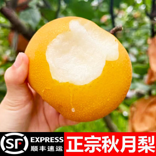 正宗冰糖秋月梨口感细腻无渣！