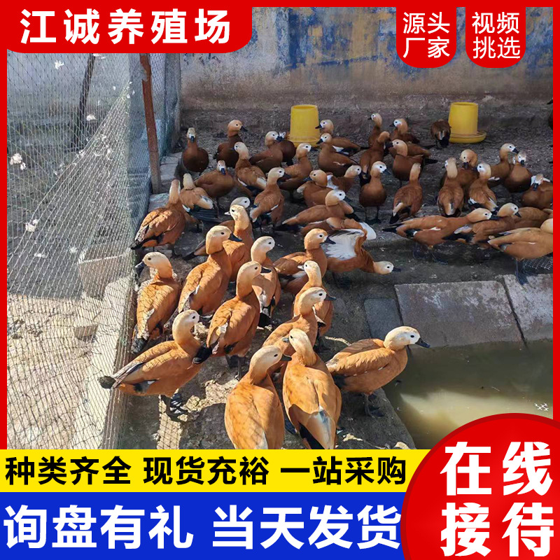 园林景区水禽观赏鸭赤麻鸭 赤麻鸭多少钱一只 赤麻鸭好养活吗