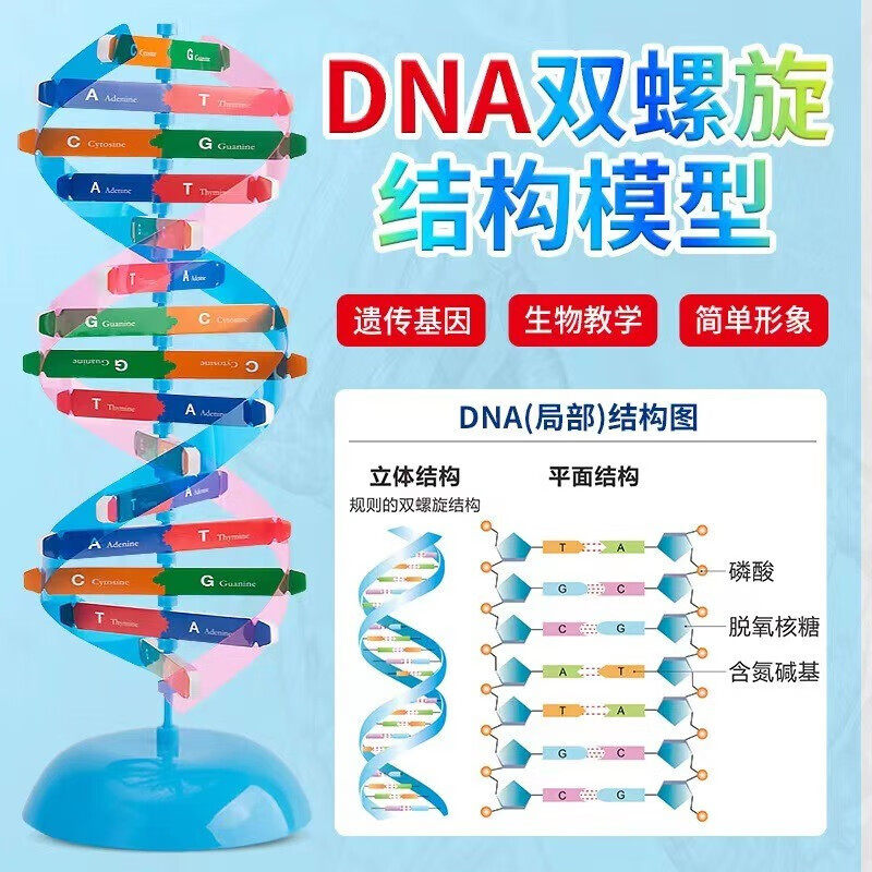 dna分子双螺旋结构模型小学科学diy手工制作初高中生物actg碱基对遗传