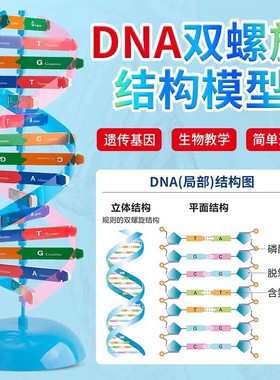 DNA分子双螺旋结构模型小学科学DIY手工制作初高中生物ACTG碱基对遗传基因染色体双链结构模型教学仪器