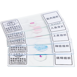 显微镜标本切片生物盖载玻片初中学生中考实验儿童观察动植物细菌胞玻璃人血涂根尖永久神经肌肉结缔上皮组织