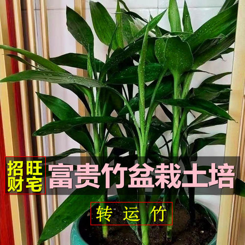 招财富贵竹室内客厅种植转运竹
