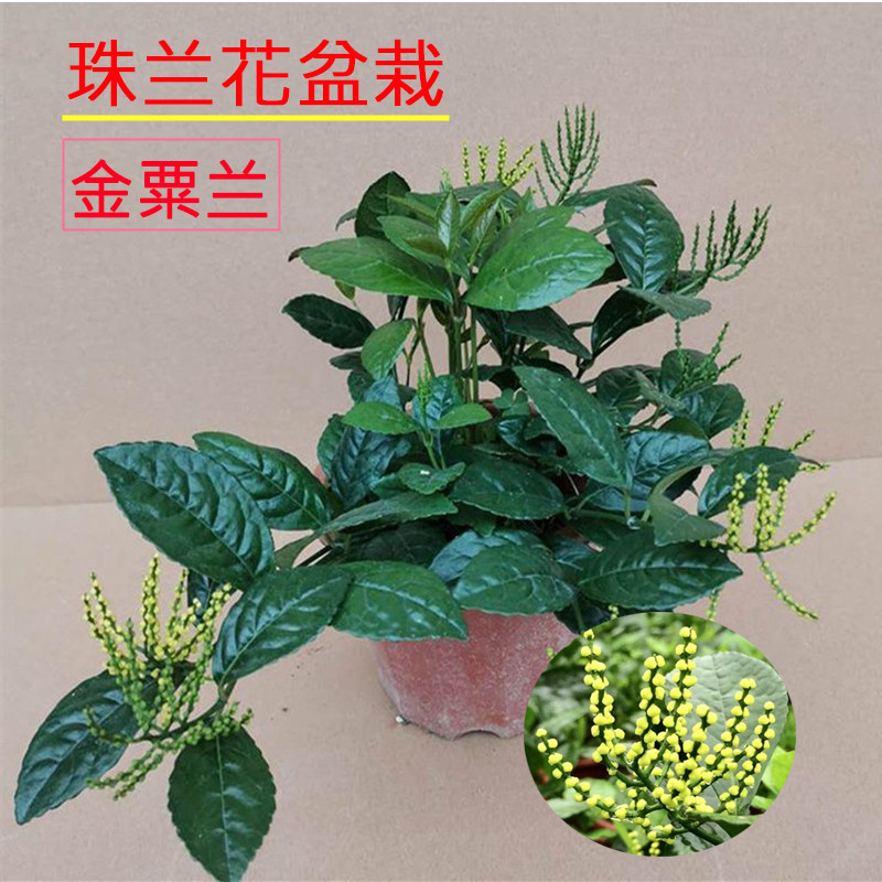珠兰盆栽浓香型金粟兰鱼子兰鸡爪兰花香叶绿姿态优美庭院阳台四季 - 实物图