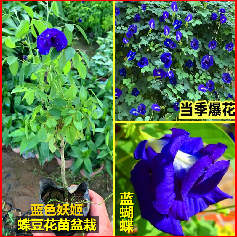 蝶豆花树苗蓝蝴蝶爬藤植物盆栽