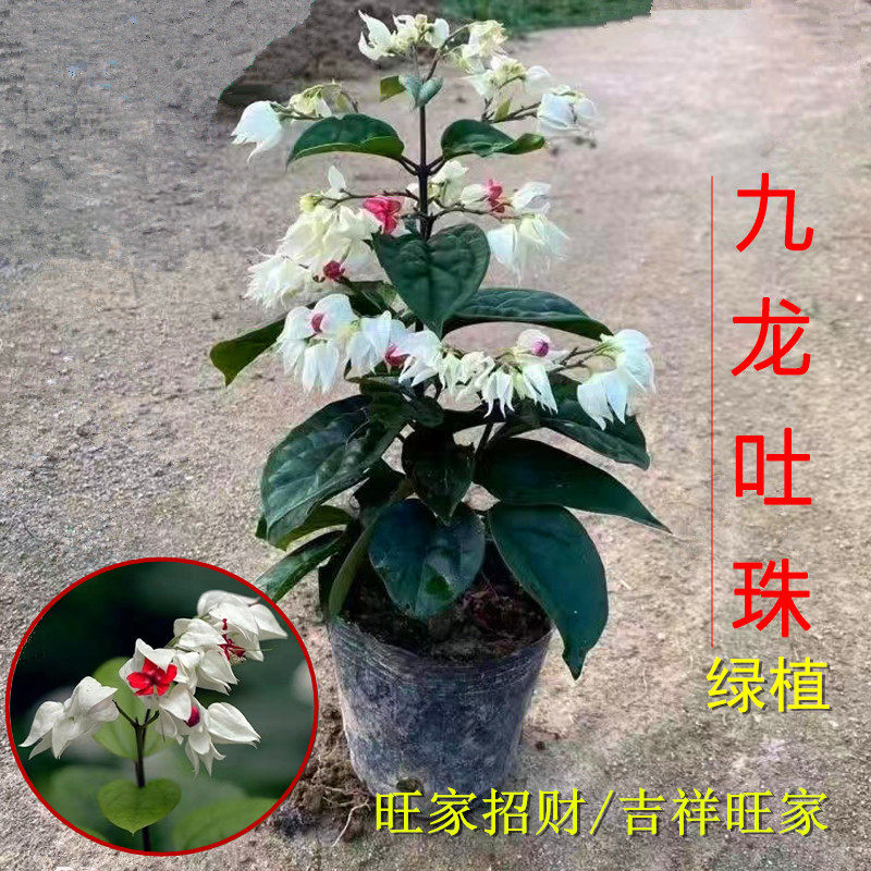 龙吐珠花苗四季开花白九龙吐珠室内室外种植红龙珠灯笼花盆栽庭院
