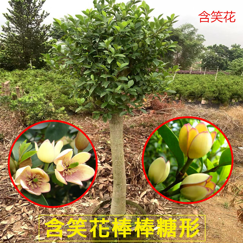 含笑花树苗四季常青老桩香妃含笑浓香型盆栽庭院别墅绿植耐寒耐热