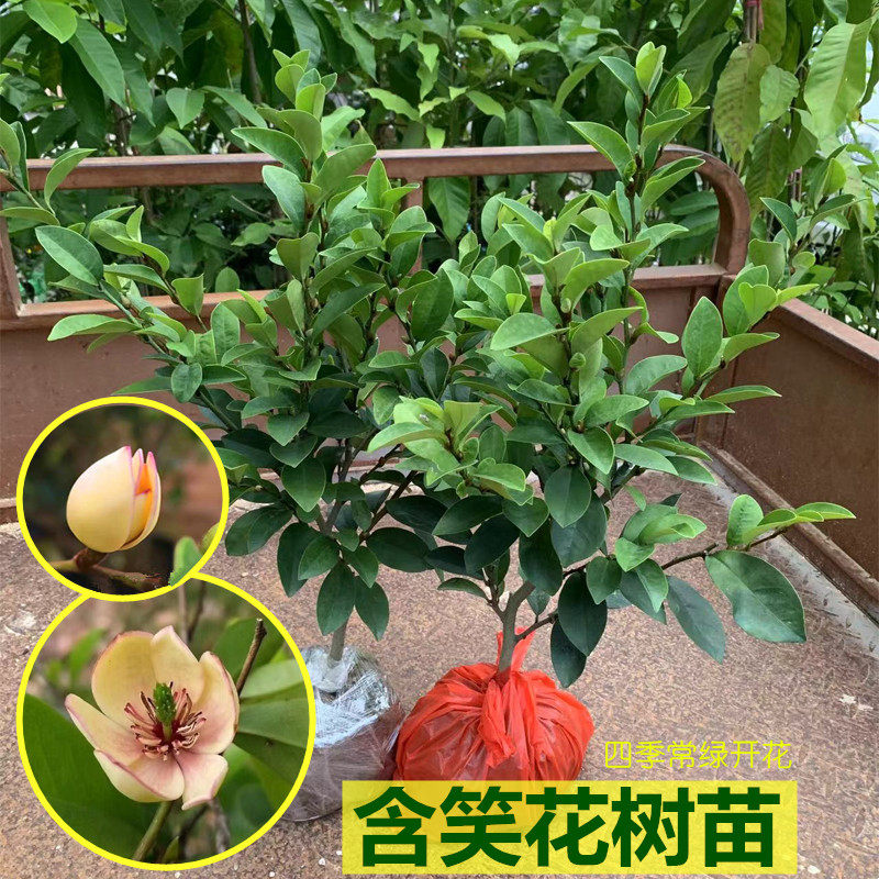 含笑花盆栽原生苗四季常青开花香妃含笑花浓香型耐寒阳台庭院花卉