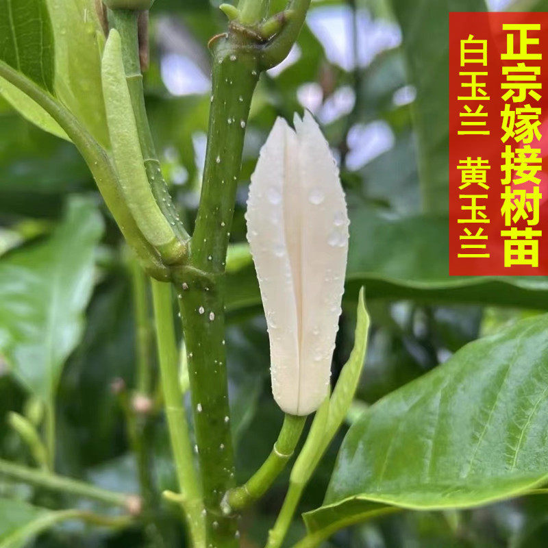 黄角兰正宗嫁接白玉兰花当年开花