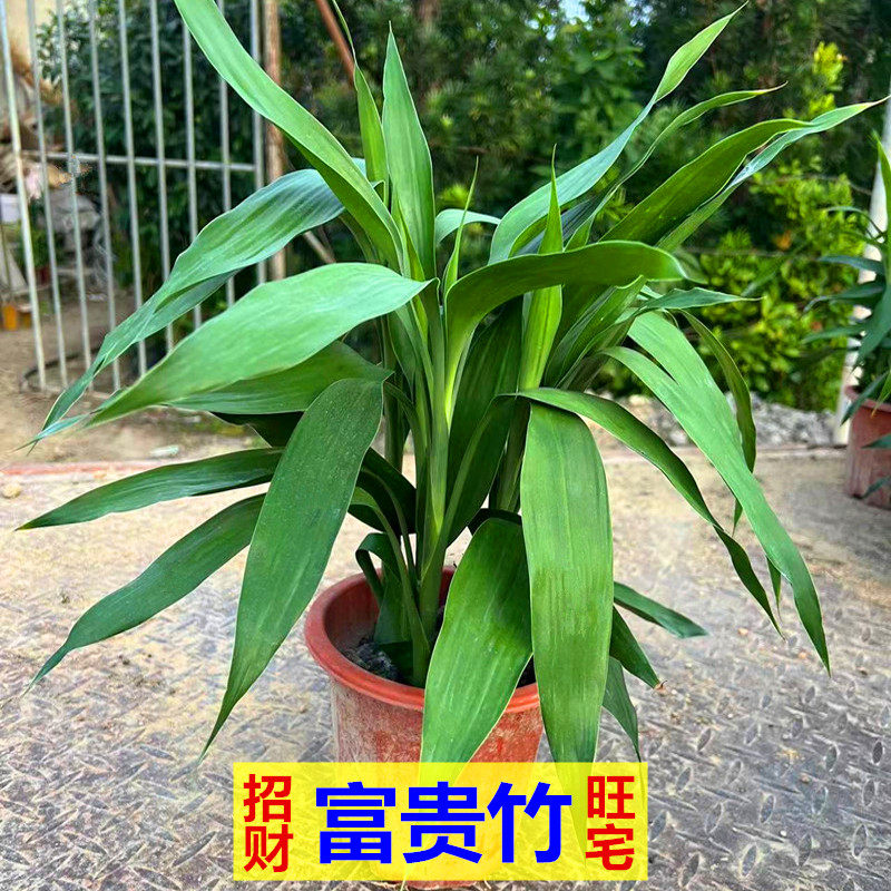 办公室客厅种植富贵竹盆栽招财旺宅富贵竹转运竹室内花卉土培带根