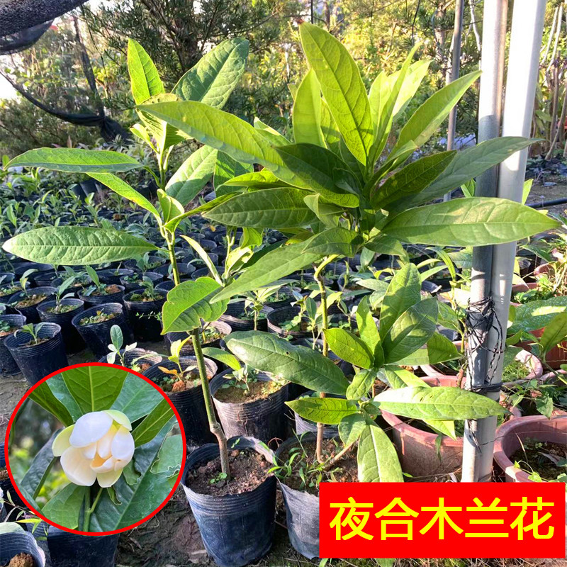 夜合花盆栽浓香洁白型武夷木莲花树桩夜香木兰花庭院阳台当年开花