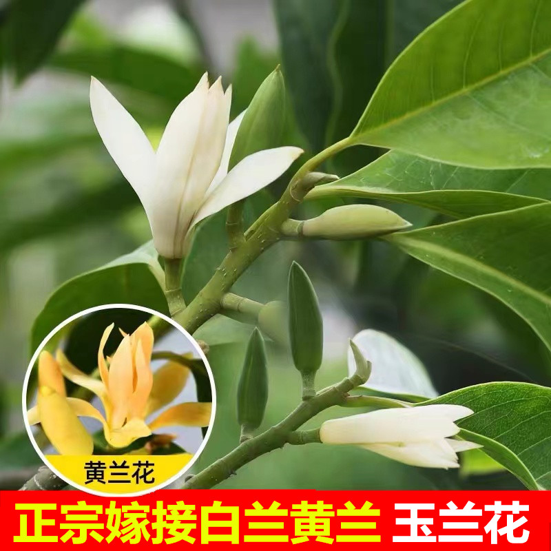 正宗嫁接白兰花黄兰四季可种开花图片