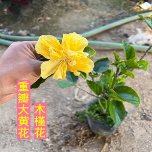 扶桑苗室内绿植重瓣大黄花朱槿花卉庭院阳台盆栽木槿花期长四季种