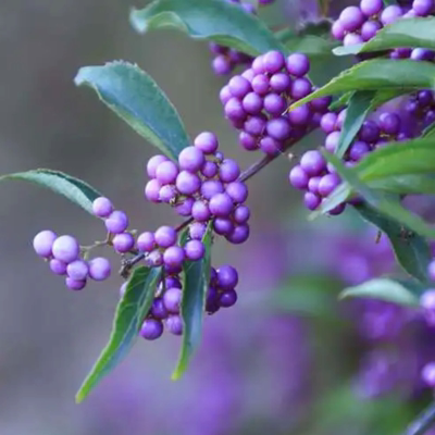 路兮小农民 小叶紫珠盆栽花苗庭院花园植物紫色转运珠多年生灌木