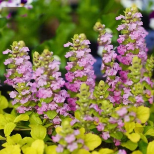 姬十二单巧克力片霓虹灯筋骨草粉花黄金灯多年生耐寒耐热阳台