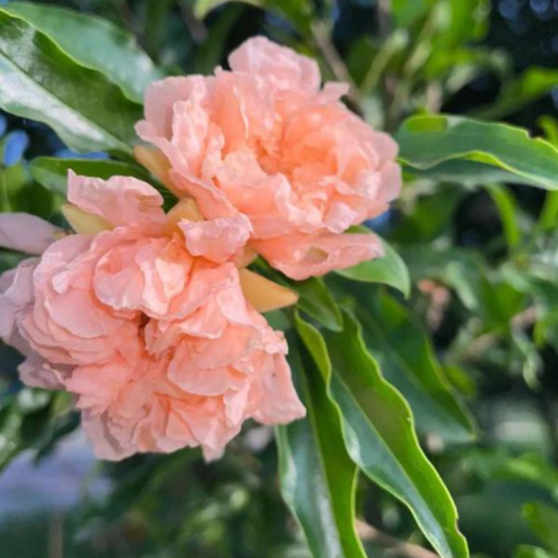 路兮小农民 重瓣石榴花赏花观赏石榴阳台庭院盆栽花卉