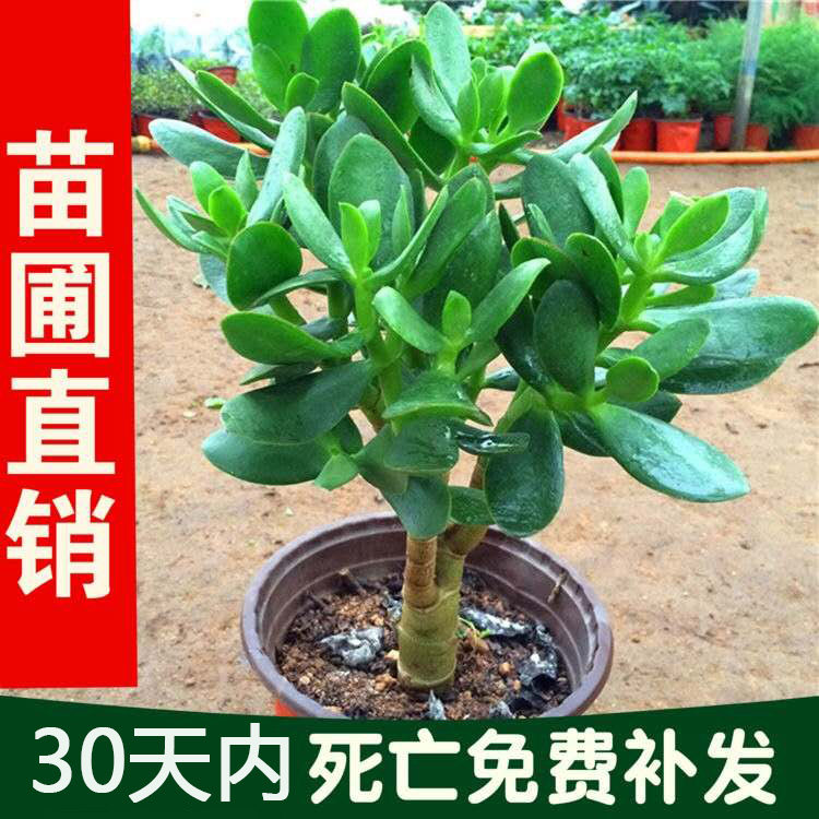 客厅稀有品种树苗好养易成活多肉