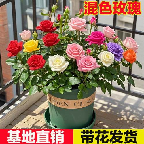 多色玫瑰花苗盆栽带花苞浓香型