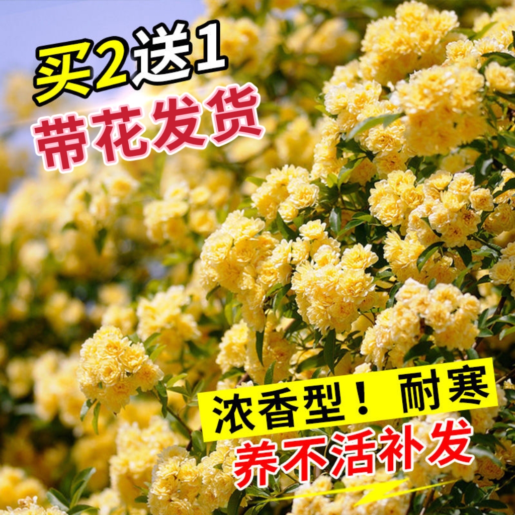 四季开花浓香型花卉庭院盆栽耐寒