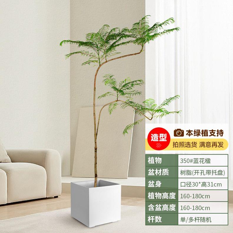 蓝花楹大树绿植室内大型客厅网红落地老桩大盆栽造型植物四季好养
